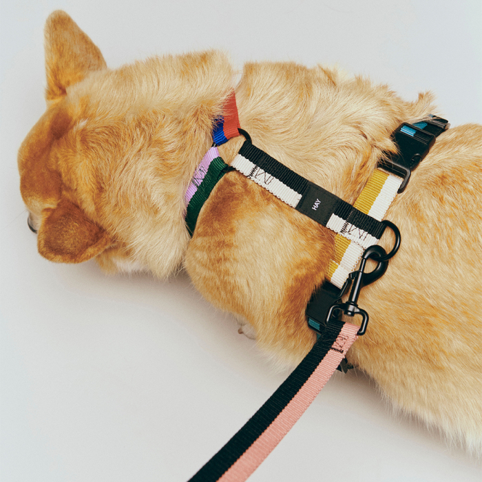 Hay Dogs, Dog Harness, Multi Colour