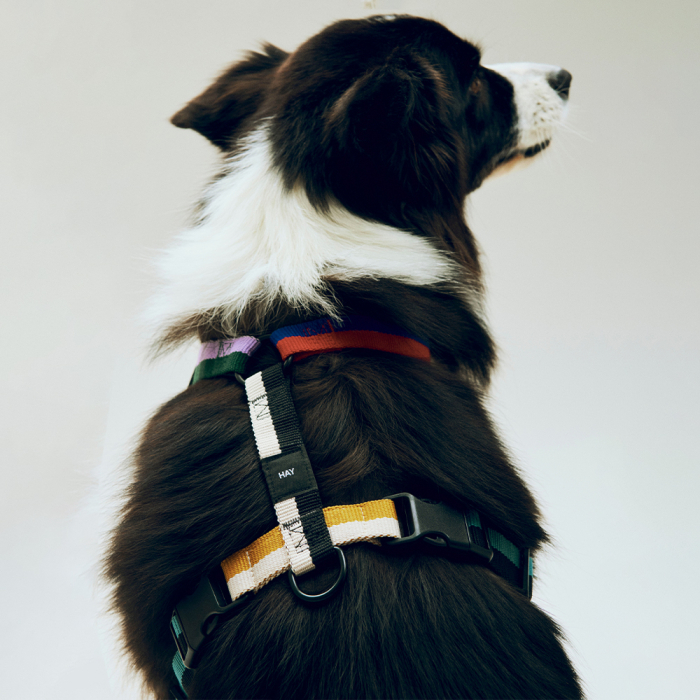 Hay Dogs, Dog Harness, Multi Colour