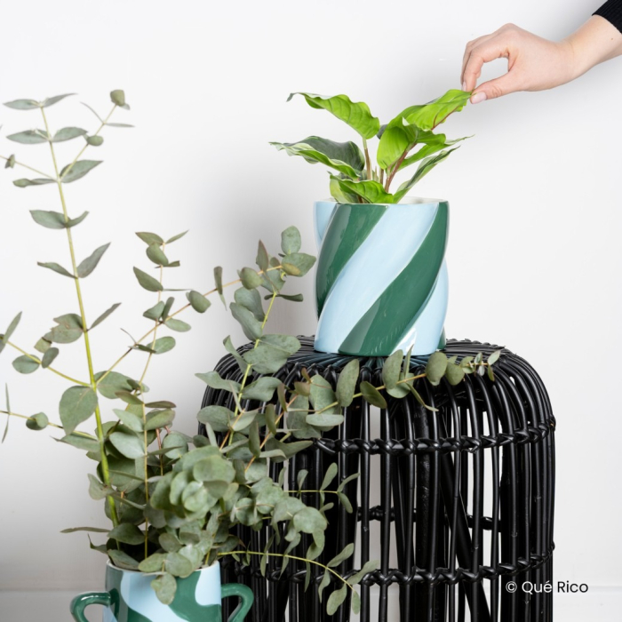 Camilo, Plant Pot, Amor Del Color